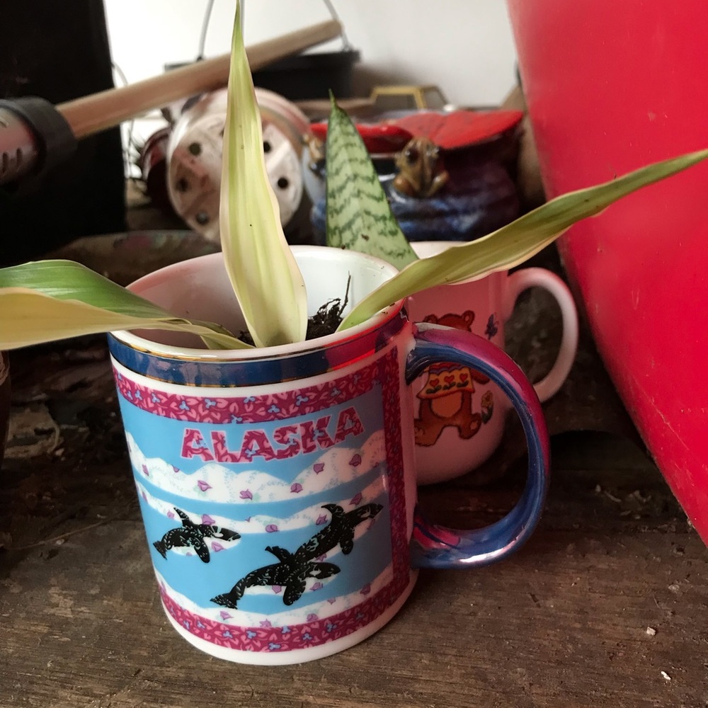 SOLD**SOLD Alaska Whale Mug in Planter/x2 Cuttings 🪴
